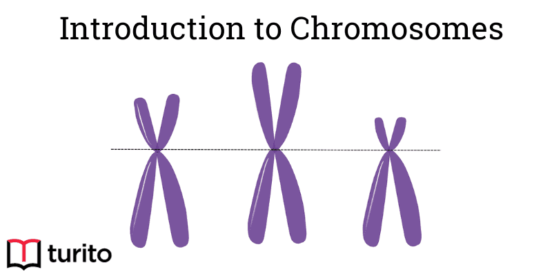 introduction-to-chromosomes