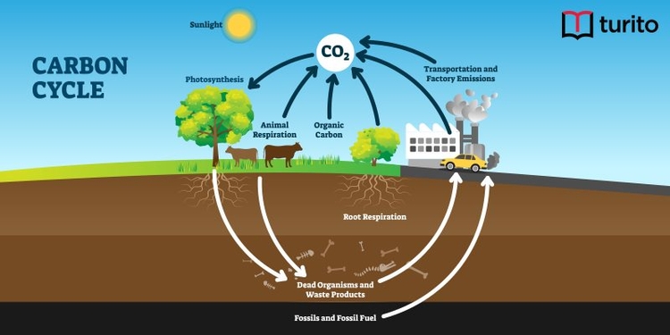 Carbon Cycle : Definition, Steps, & Diagram - Turito