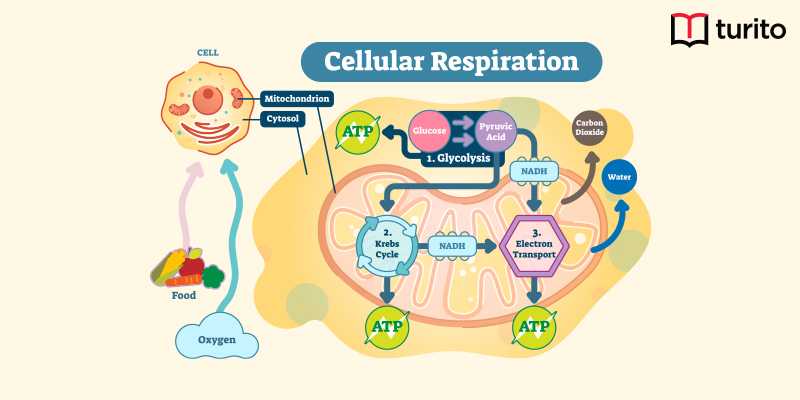 Cellular respiration | Types, Equations, and Steps