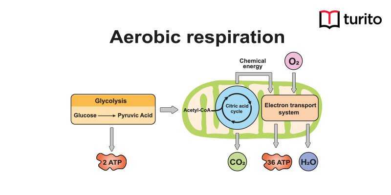 Aerobic Respiration - Definition & Types | Turito