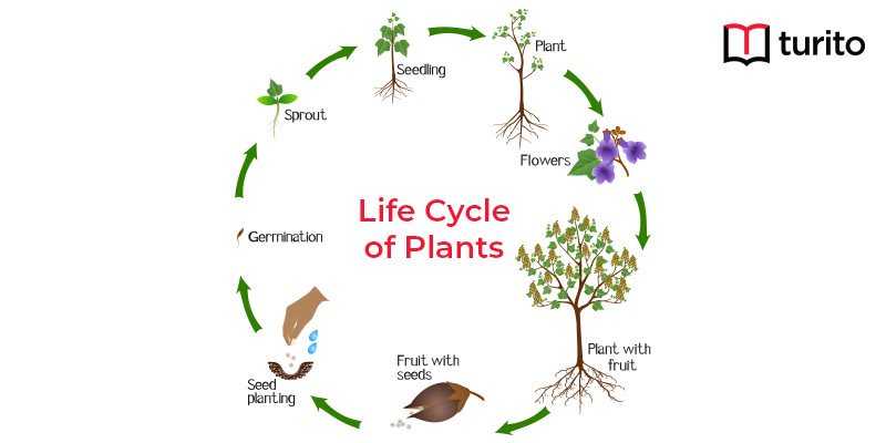life cycle of a plant diagram